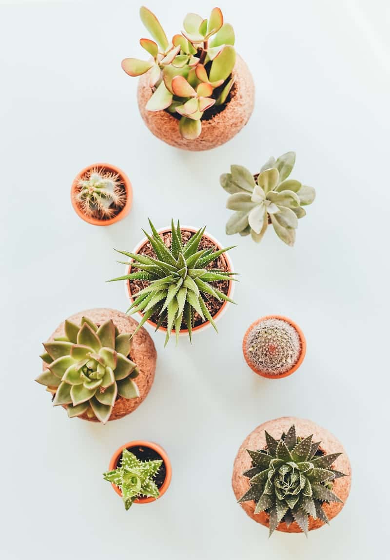 Tuinontwerp bij Hoveniersbedrijf Groenkracht
